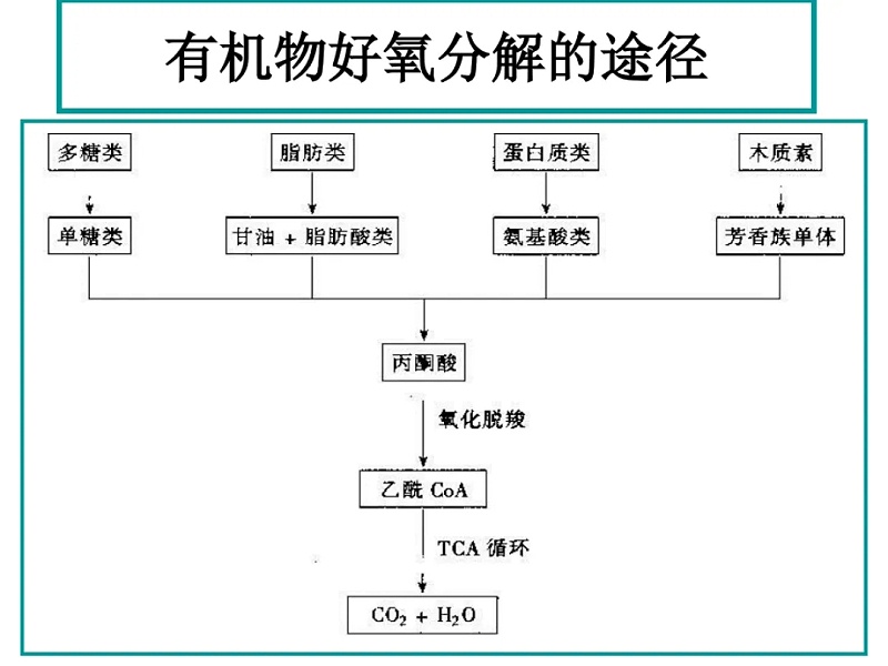 有機物好氧生物降解示意圖.webp