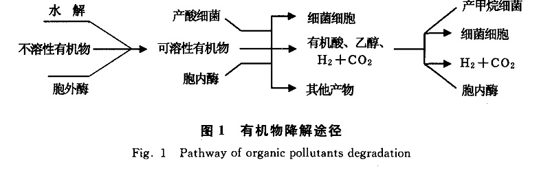 微生物降解代謝圖.webp